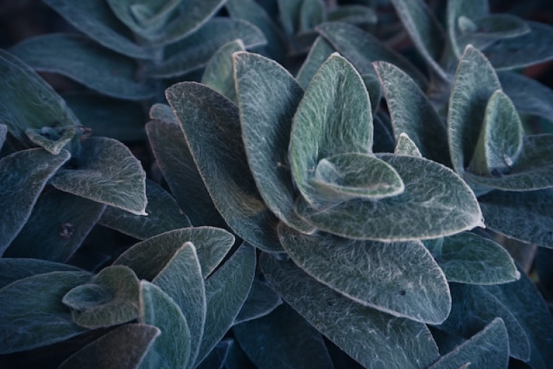 Trzykrotka włochata (Tradescantia sillamontana) - pielęgnacja i uprawa