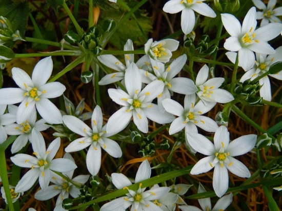 Śniedek Arabski (Ornithogalum arabicum) - charakterystyka, uprawa i pielęgnacja