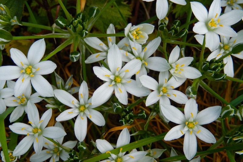 Śniedek Arabski (Ornithogalum arabicum) - charakterystyka, uprawa i pielęgnacja