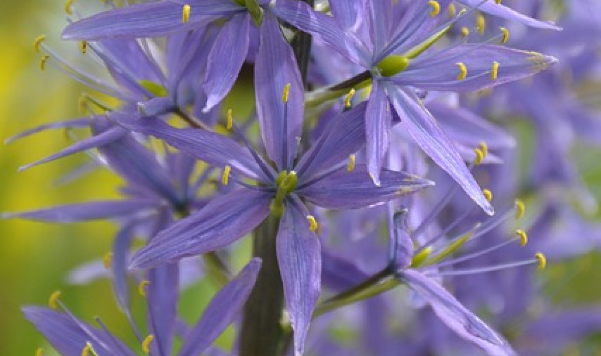 Kamasja (Camassia) - kwiaty, które będą kwitnąć przez cały sezon