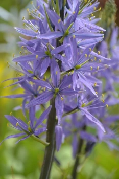 Kamasja (Camassia) - kwiaty, które będą kwitnąć przez cały sezon