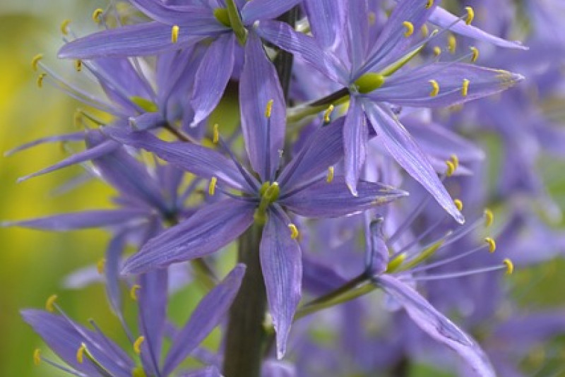 Kamasja (Camassia) - kwiaty, które będą kwitnąć przez cały sezon
