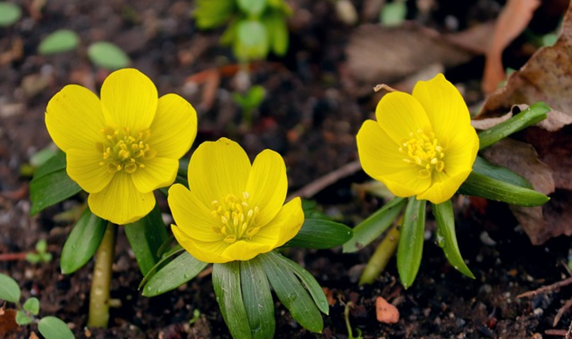 Rannik zimowy (Eranthis hyemalis): Kompletny przewodnik po uprawie i pielęgnacji