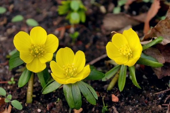 Rannik zimowy (Eranthis hyemalis): Kompletny przewodnik po uprawie i pielęgnacji
