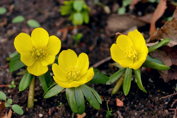 Rannik zimowy (Eranthis hyemalis): Kompletny przewodnik po uprawie i pielęgnacji