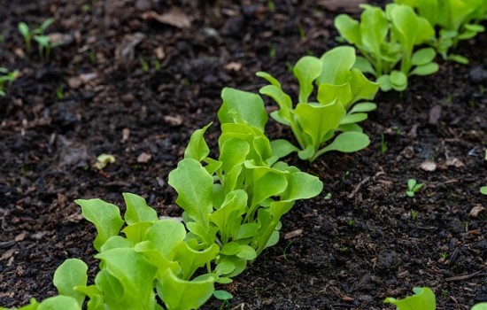 Unikaj tych kombinacji roślin: Porady dla ogrodników warzywnych