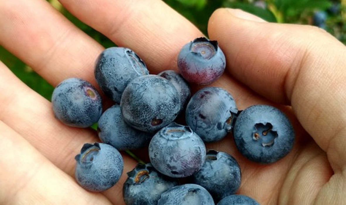 Borówka balkonowa Hortblue Petite - uprawa i pielęgnacja