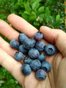 Borówka balkonowa Hortblue Petite - uprawa i pielęgnacja