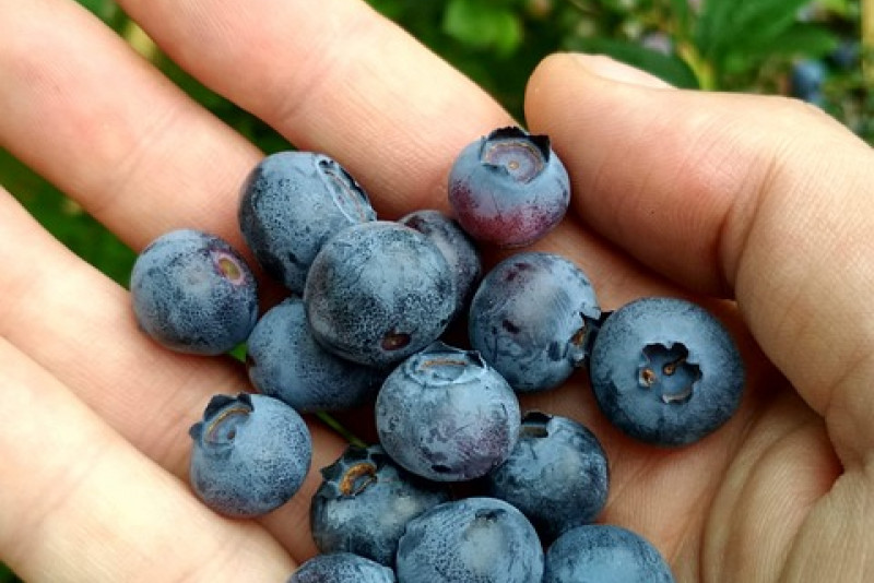 Borówka balkonowa Hortblue Petite - uprawa i pielęgnacja