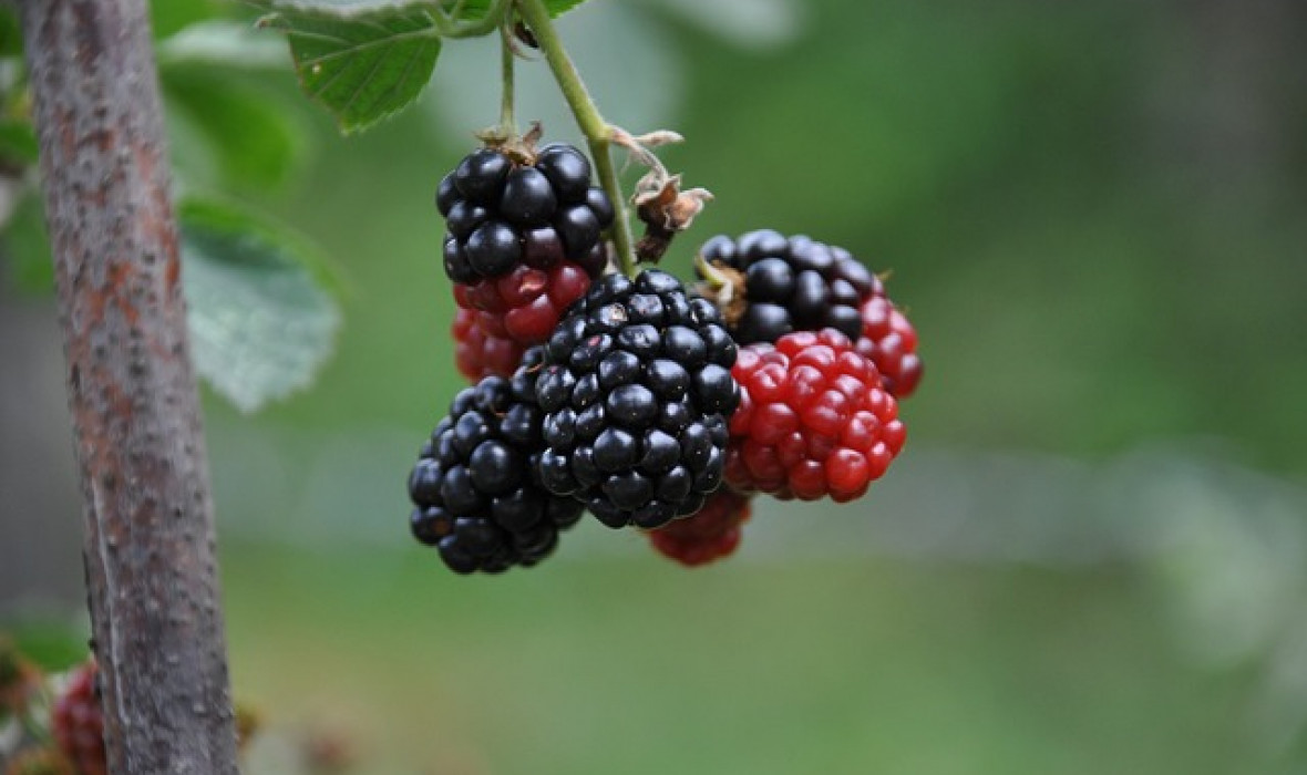 Morwa Illinois Everbearing - charakterystyka i uprawa