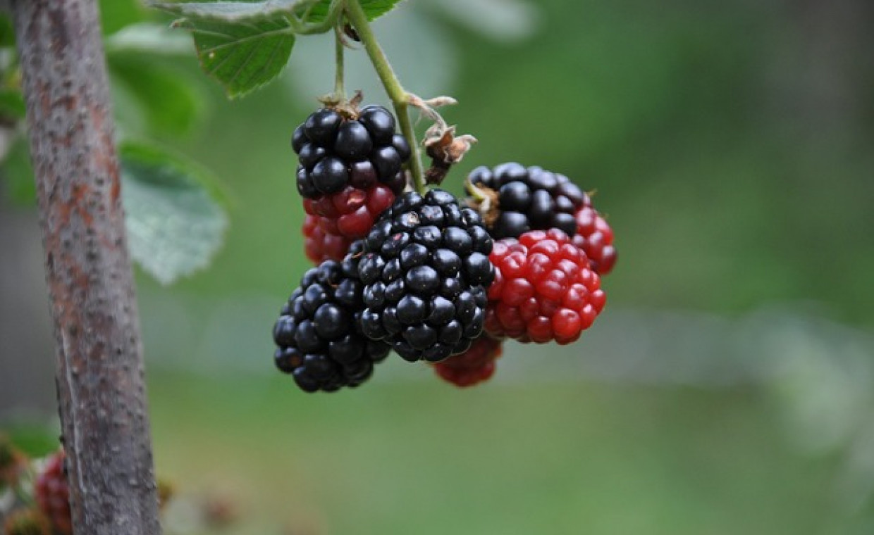 Morwa Illinois Everbearing - charakterystyka i uprawa