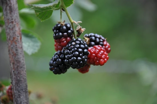 Morwa Illinois Everbearing - charakterystyka i uprawa
