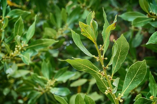 Jak uprawiać liść laurowy w doniczce? (Wawrzyn szlachetny - Laurus nobilis)