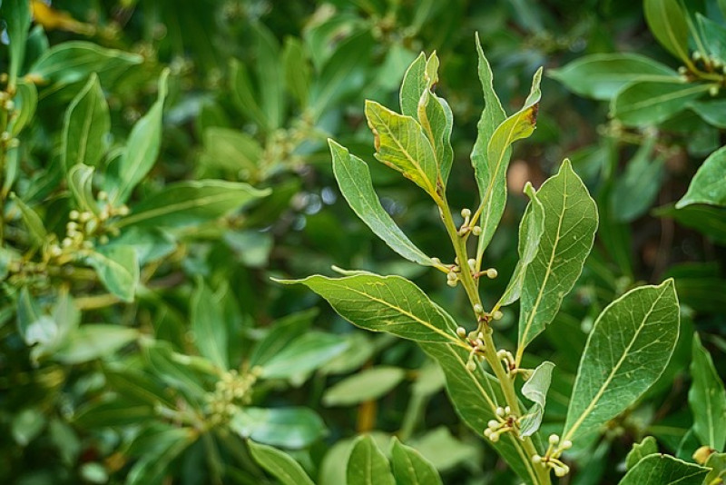 Jak uprawiać liść laurowy w doniczce? (Wawrzyn szlachetny - Laurus nobilis)
