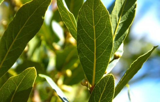 Zimowanie liścia laurowego: Jak przygotować roślinę na zimę?