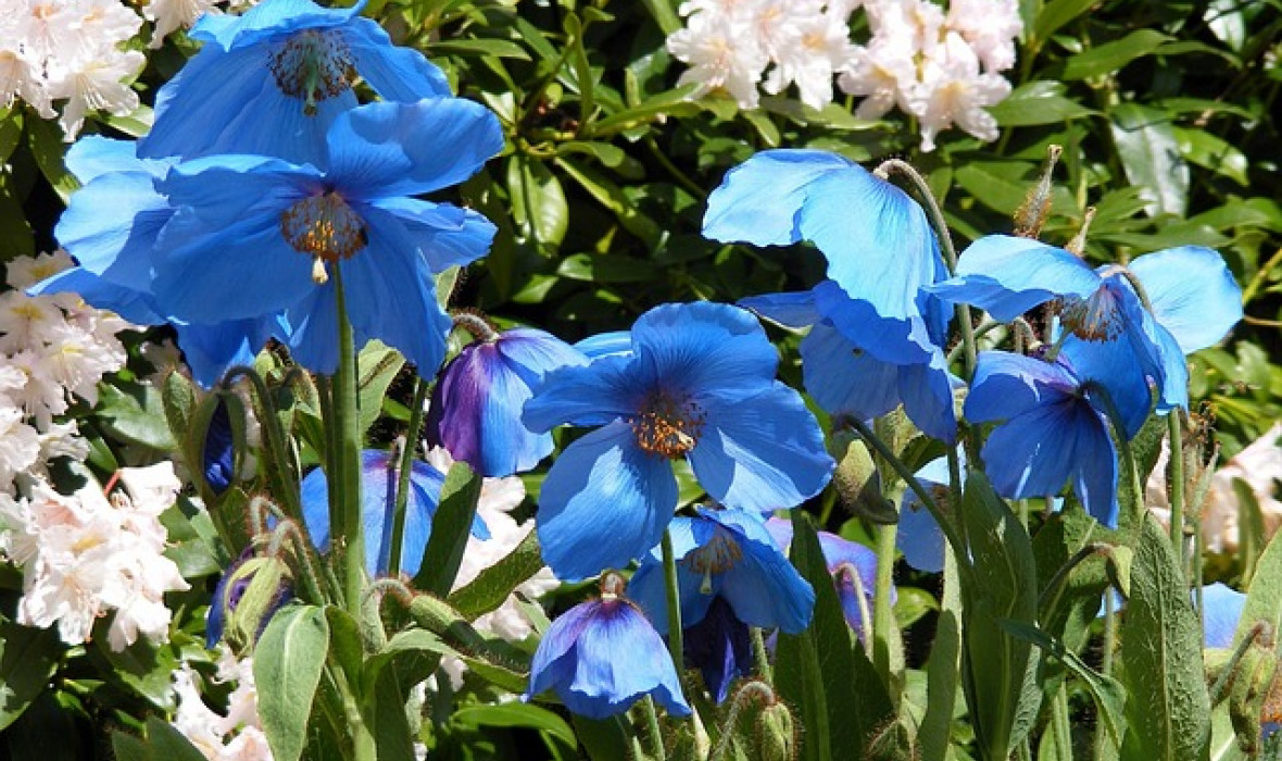 Mekonops bukwicolistny (Meconopsis betonicifolia) - czyli himalajski mak niebieski