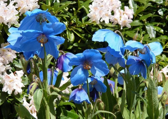 Mekonops bukwicolistny (Meconopsis betonicifolia) - czyli himalajski mak niebieski
