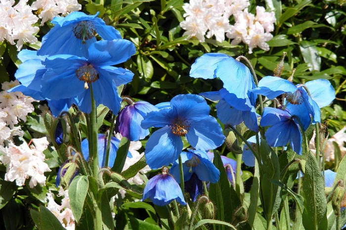 Mekonops bukwicolistny (Meconopsis betonicifolia) - czyli himalajski mak niebieski
