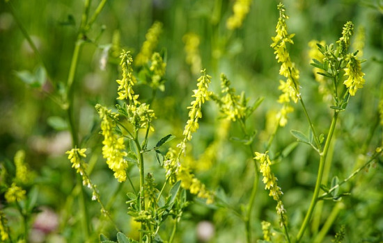 Nostrzyk żółty - cudowna roślina lecznicza: Właściwości i zastosowania