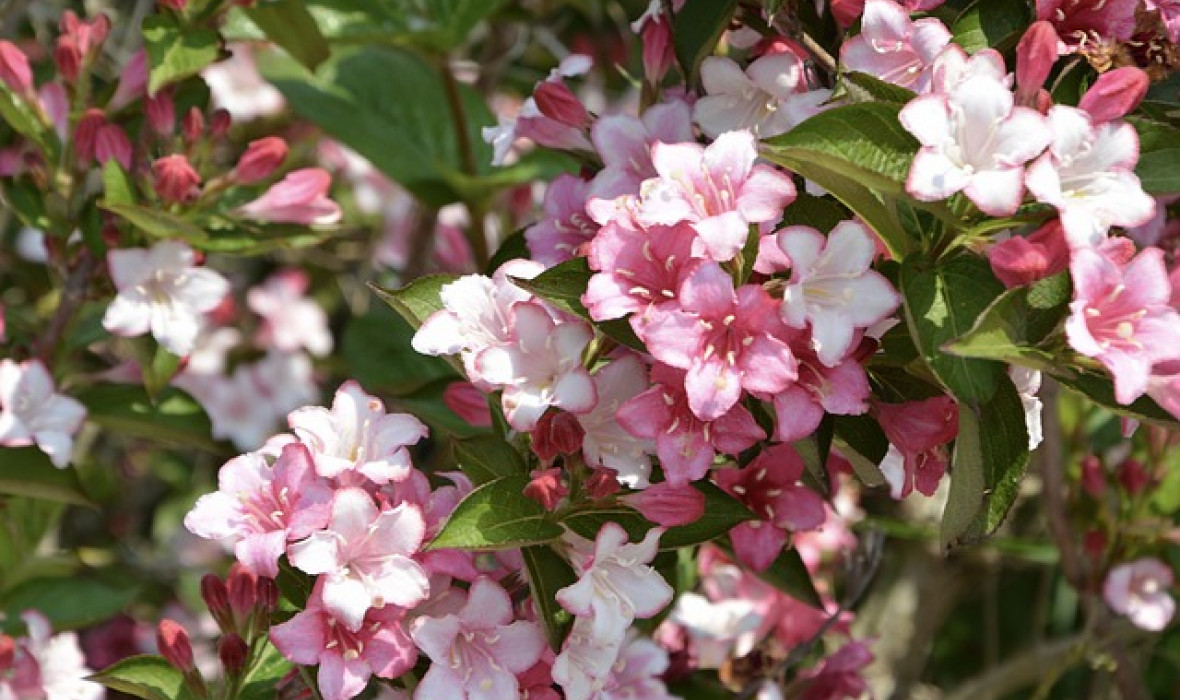 Krzewuszka cudowna (Weigela florida)– piękna roślina, która ozdobi każdy ogród!