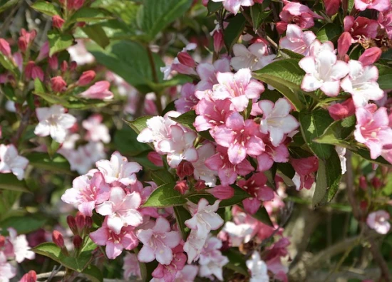 Krzewuszka cudowna (Weigela florida)– piękna roślina, która ozdobi każdy ogród!