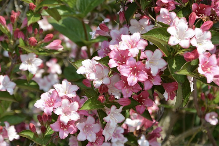 Krzewuszka cudowna (Weigela florida)– piękna roślina, która ozdobi każdy ogród!