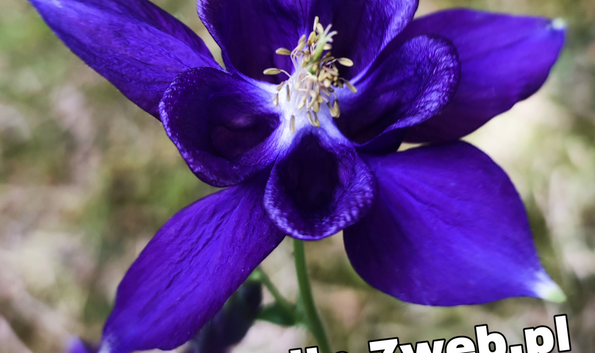 Orlik alpejski (Aquilegia alpina)  - uprawa i pielęgnacja