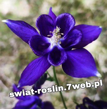 Orlik alpejski (Aquilegia alpina) - uprawa i pielęgnacja