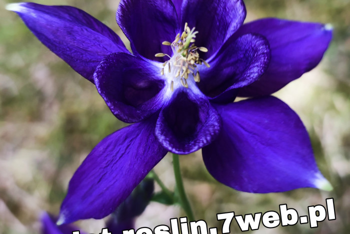 Orlik alpejski (Aquilegia alpina)  - uprawa i pielęgnacja