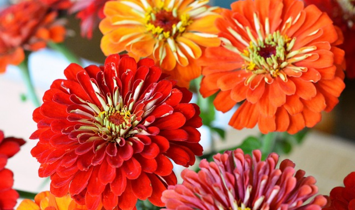 Cynia (Zinnia): Piękne kwiaty letnich ogrodów