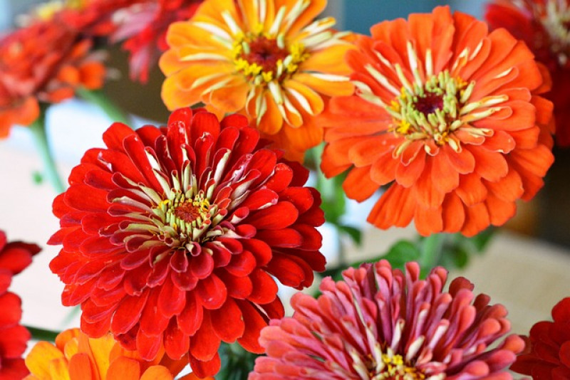 Cynia (Zinnia): Piękne kwiaty letnich ogrodów