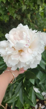 Piwonia