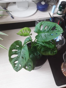 Monkey mask monstera