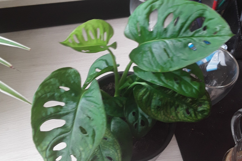 Monkey mask monstera