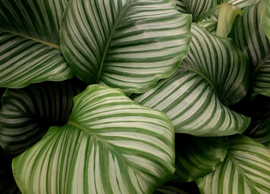 Jak zadbać o Calathea orbifolia: Praktyczne wskazówki i porady