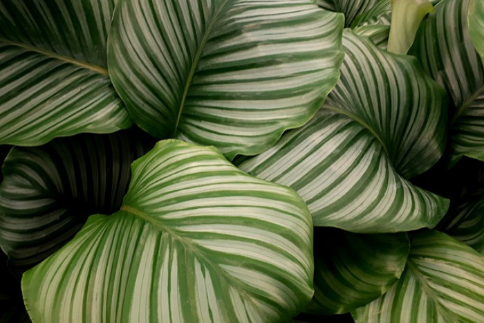 Jak zadbać o Calathea orbifolia: Praktyczne wskazówki i porady