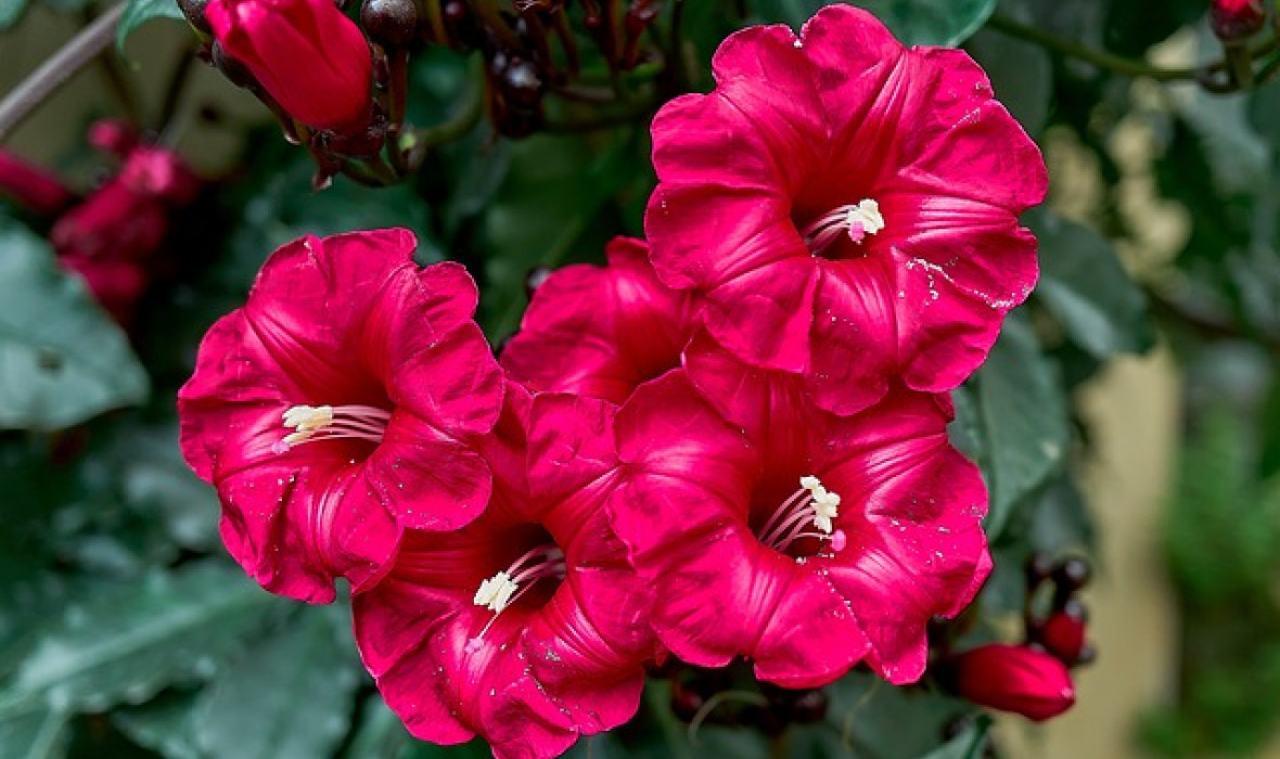 Ipomoea horsfalliae (Cardinal creeper): Tropikalna piękność, która rozświetli Twój ogród