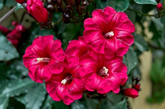 Ipomoea horsfalliae (Cardinal creeper): Tropikalna piękność, która rozświetli Twój ogród