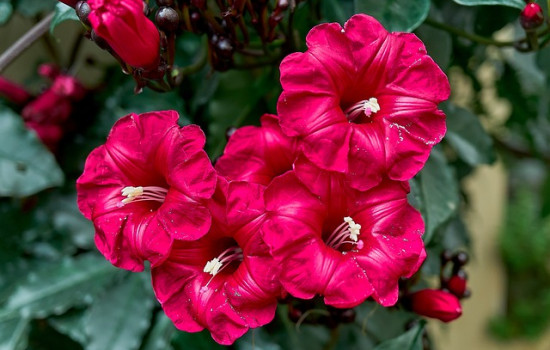 Ipomoea horsfalliae (Cardinal creeper): Tropikalna piękność, która rozświetli Twój ogród