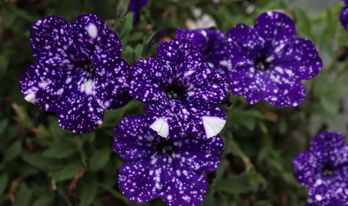 Petunia ‘Night Sky’: Gwiaździsta dekoracja Twojego balkonu lub ogrodu