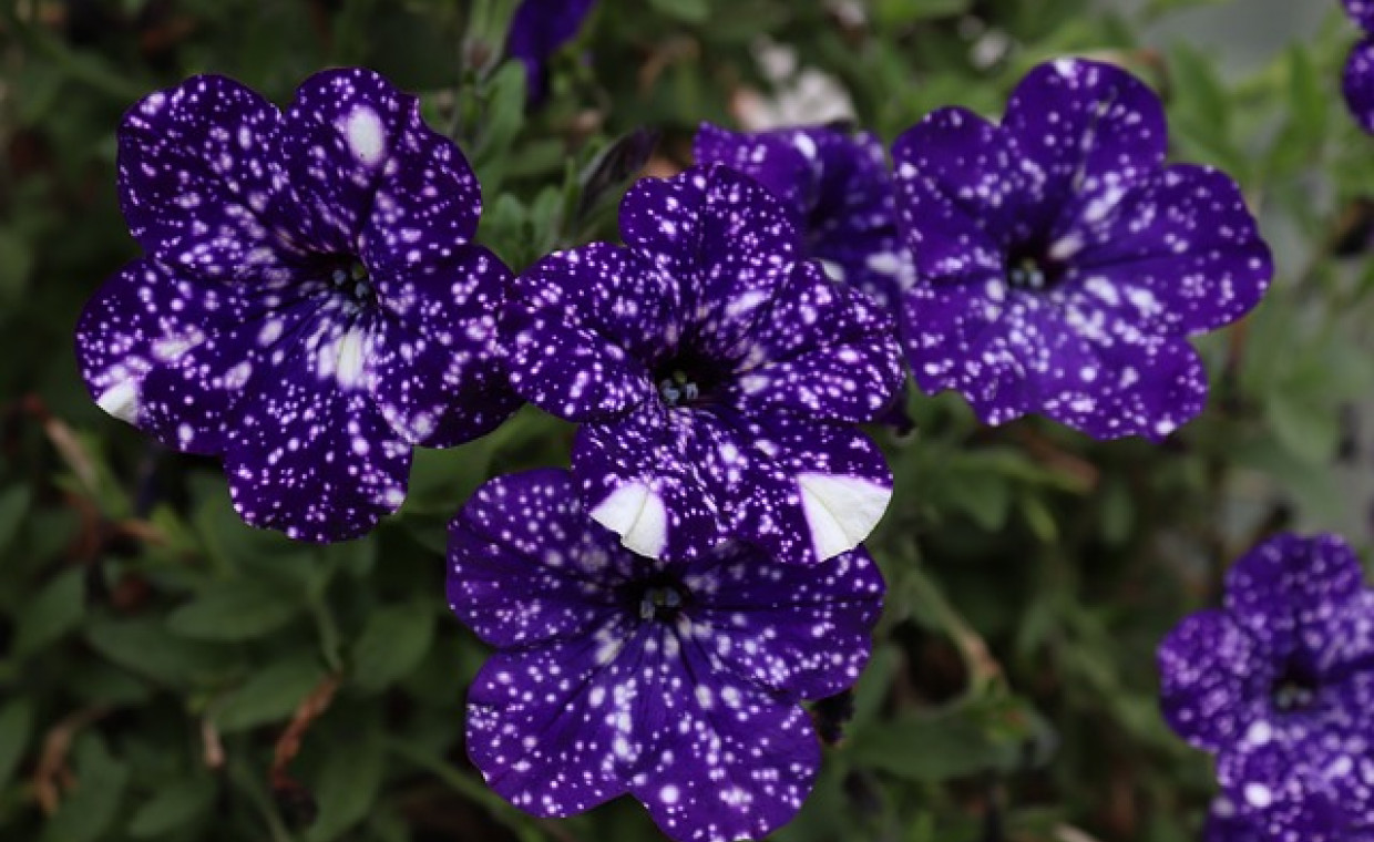 Petunia ‘Night Sky’: Gwiaździsta dekoracja Twojego balkonu lub ogrodu