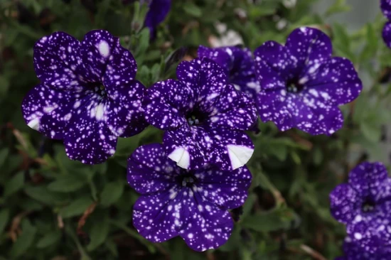 Petunia ‘Night Sky’: Gwiaździsta dekoracja Twojego balkonu lub ogrodu