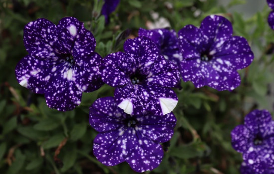 Petunia ‘Night Sky’: Gwiaździsta dekoracja Twojego balkonu lub ogrodu