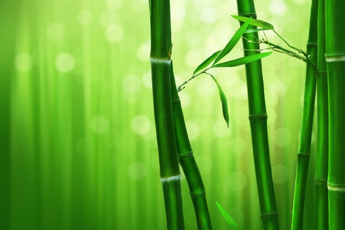Bambus (Bambusoideae) – Uprawa i pielęgnacja 🎍