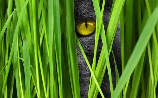 Kocia Trawa (Hordeum vulgare) – Uprawa i pielęgnacja rośliny doniczkowej 🌿