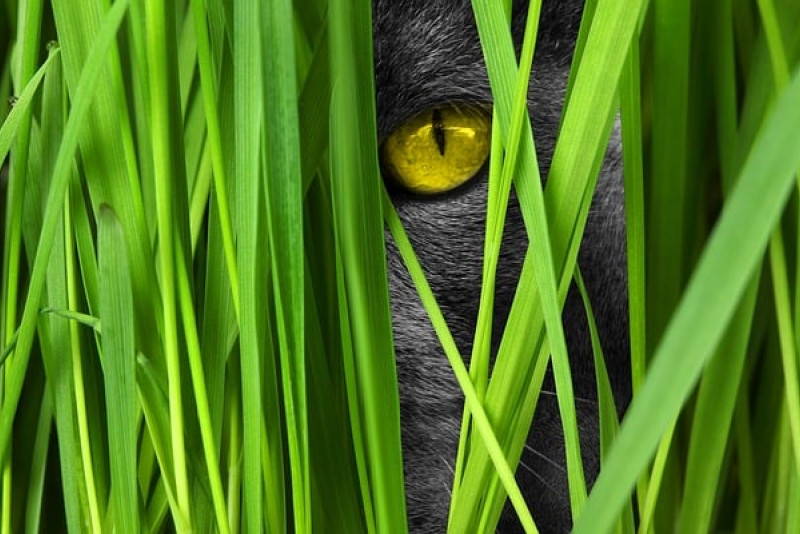 Kocia Trawa (Hordeum vulgare) – Uprawa i pielęgnacja rośliny doniczkowej 🌿