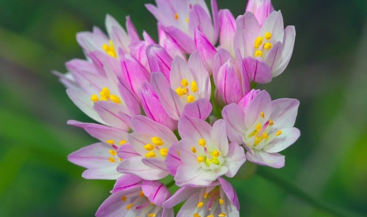 Czosnek różowy (Allium roseum) – Elegancka roślina ozdobna z nutą czosnkowego aromatu 🌸
