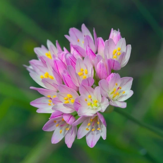 Czosnek różowy (Allium roseum) – Elegancka roślina ozdobna z nutą czosnkowego aromatu 🌸
