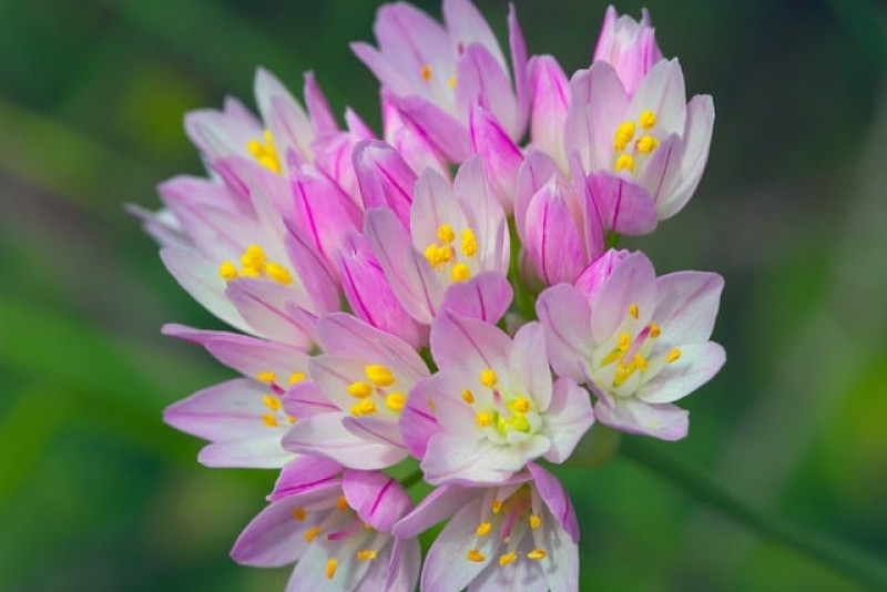 Czosnek różowy (Allium roseum) – Elegancka roślina ozdobna z nutą czosnkowego aromatu 🌸