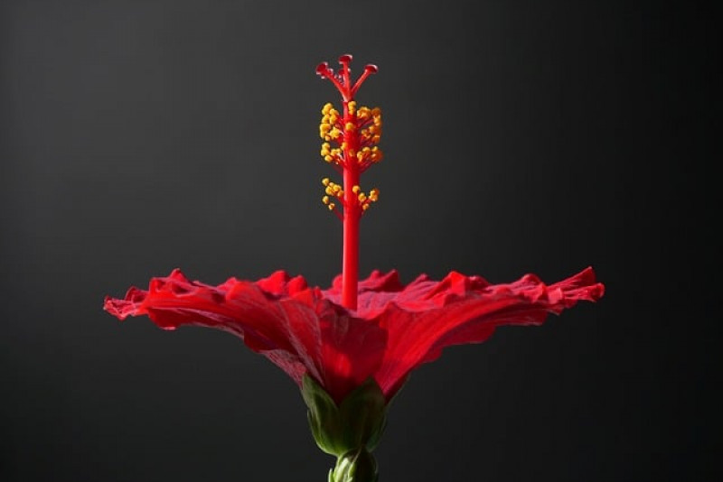 Hibiskus doniczkowy, czyli róża chińska – odpowiednia pielęgnacja i ciekawostki na jej temat!